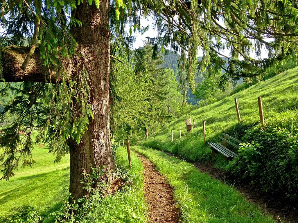 Schwarzwald